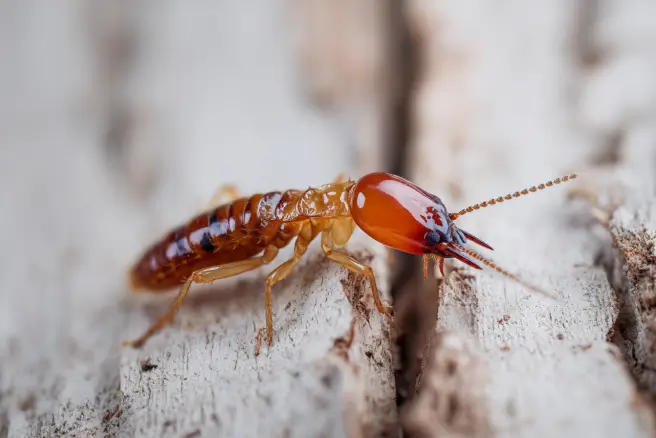 miami termite control 